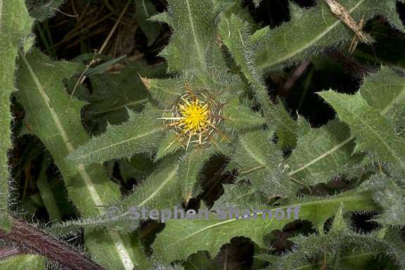 centaurea benedicta 3 graphic